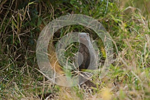 Banded Mongoose