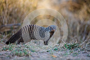 Banded mongoose stops for a second before running after the troop