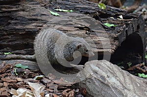 Banded Mongoose with Striping on his Back