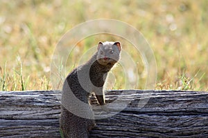 Banded mongoose wakes up on a tree trunk