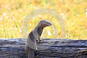 Banded mongoose wakes up on a tree trunk