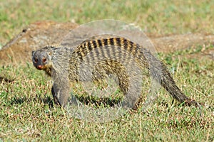 Banded Mongoose Walking Across Savanna