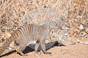 Banded mongoose walking in dry veld