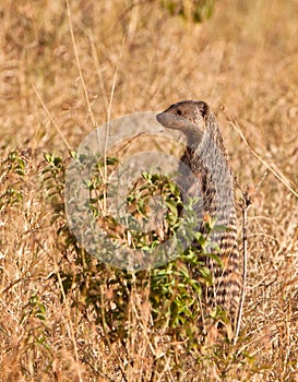 A Banded Mongoose Watchman