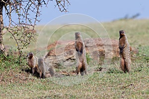 Banded Mongooses On Lookout