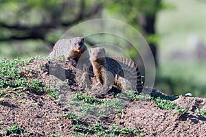 Banded Mongooses Next To Burrow In Termite Mound