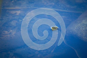 Banded Northern Water Snake