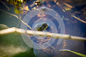 Banded Northern Water Snake