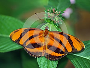 Banded Orange