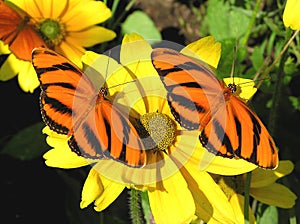 A rayas naranja mariposas 