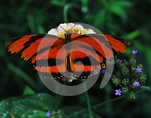 Banded Orange Butterfly