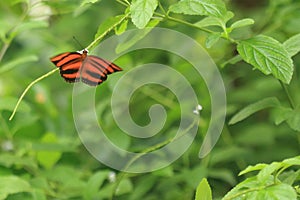 Banded orange butterfly