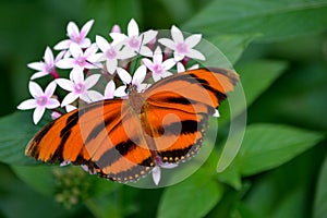 Banded Orange Butterfly