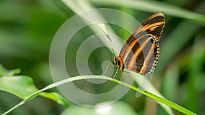 Banded Orange Butterfly