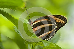 Banded orange butterfly close up