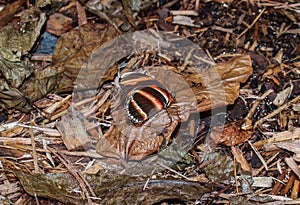 Banded Orange Butterfly Dryadula