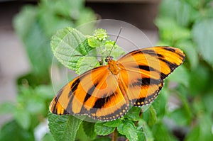 Banded Orange butterfly Dryadula phaetusa.