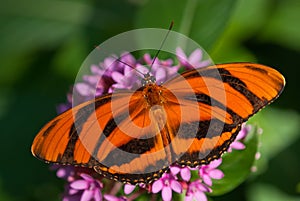 Banded Orange butterfly (Dryadula phaetusa)