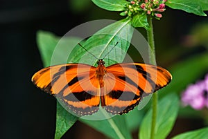 Banded Orange butterfly (Dryadula phaetusa)