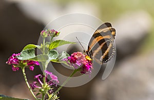 Banded Orange Butterfly, Dryadula phaetusa