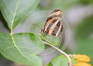 Banded Orange butterfly Dryadula phaetusa on a leaf of a plant with orange flowers.