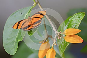 Banded Orange butterfly Dryadula phaetusa on a leaf of a plant with orange flowers.