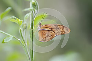 Banded Orange butterfly Dryadula phaetusa on a plant. Tropical butterfly.