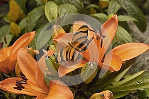 Banded Orange Butterfly Resting on Orange Day Lilies