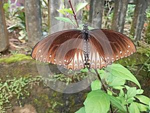 Banded Orange butterfly of srilanka
