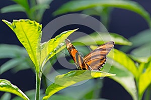 Banded Orange Heliconain Butterfly on Green Leaves