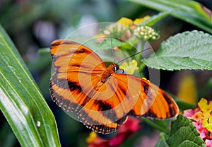 Banded orange heliconian, banded orange, or orange tiger butterfly