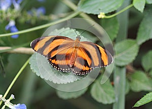 Banded orange heliconian butterfly, Dryadula phaetusa