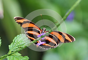 Banded orange heliconian butterfly, Dryadula phaetusa