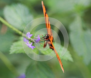 Banded orange heliconian butterfly, Dryadula phaetusa