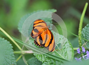 Banded orange heliconian butterfly, Dryadula phaetusa