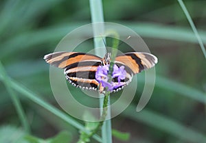 Banded orange heliconian butterfly, Dryadula phaetusa