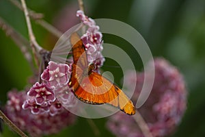 Banded Orange Heliconian butterfly with on a flower.