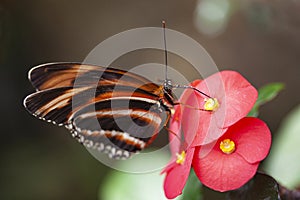 Banded Orange Heliconian butterfly with on a flower.