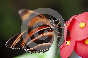 Banded Orange Heliconian butterfly with wings spread.