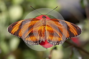 Banded Orange Heliconian butterfly with wings spread sitting on a flower.