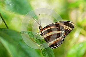 Banded Orange Heliconian - Dryadula phaetusa