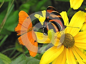 Banded Orange and Julia photo