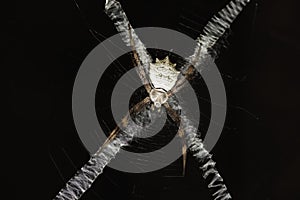 A Banded Orb-Web Spider argiope flavipalpis Hiding On Its Webs `X` Shape Spun Bands