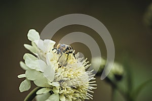 Rayas Cepillo de pintura un insecto sobre el flor 