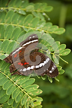 Banded Peacock Butterfly