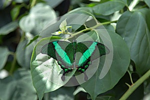 Banded peacock butterfly