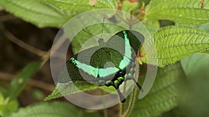 The Banded Peacock butterfly