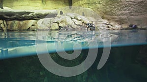 Banded penguin in an artificial open-air cage with swimming pool stock footage video