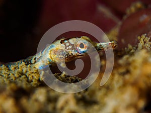Banded pipefish - Corythoichthys amplexus