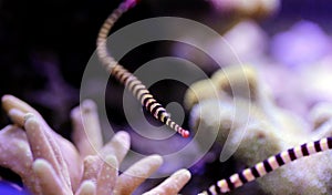 Banded Pipefish = Doryrhamphus dactylophorus